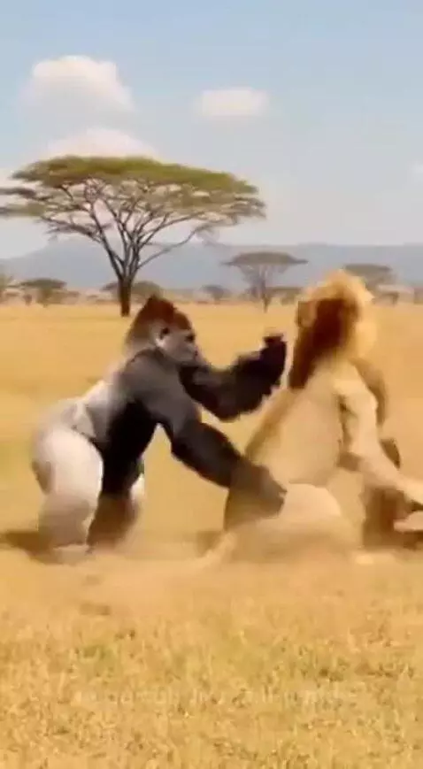 Damn... That was clear winner fight 😂 by mccall-justin