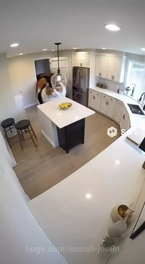 Big ass animal by mccall-justin