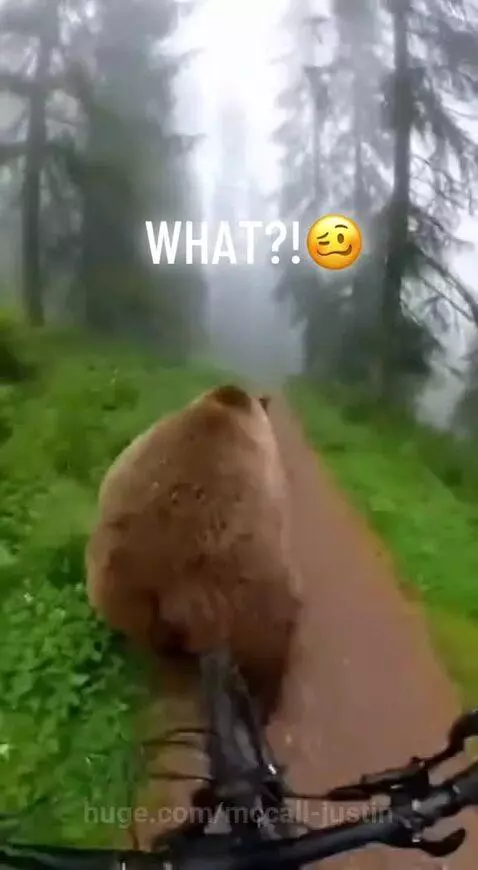 The music bear 🐻 by mccall-justin