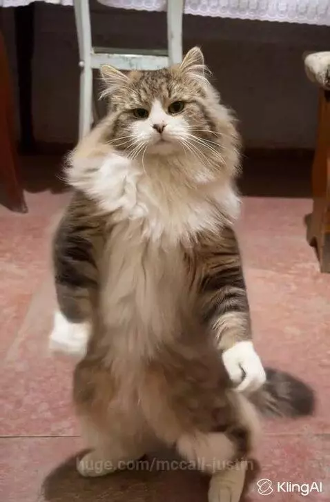 Dancing cat 😺 by mccall-justin