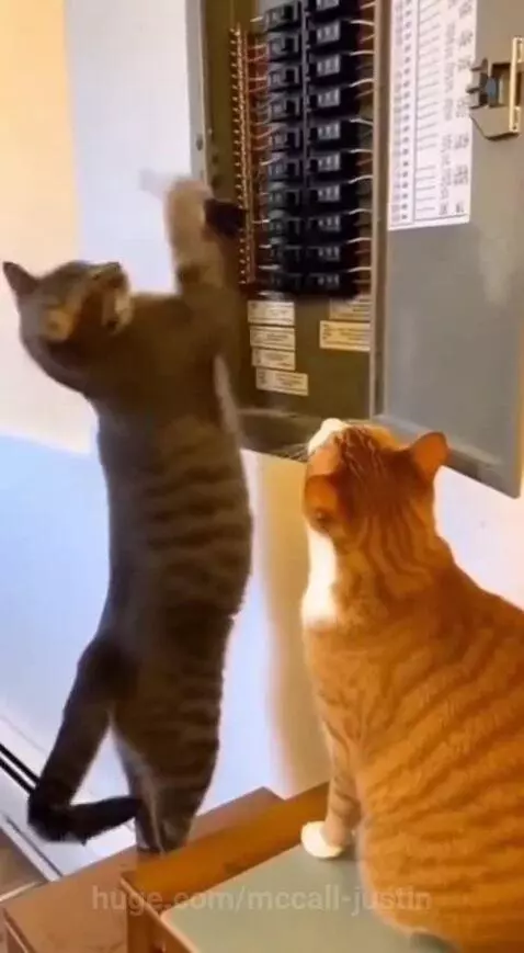 That was a painful mockery ngl 😂😺 by mccall-justin