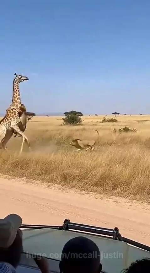 😂😂😂😂 by mccall-justin