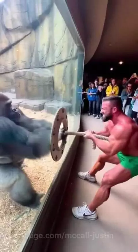 Real tug of war 😅 by mccall-justin