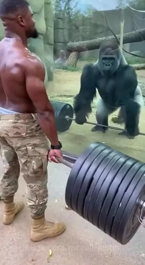 Ain't no way you're beating that gorilla by mccall-justin