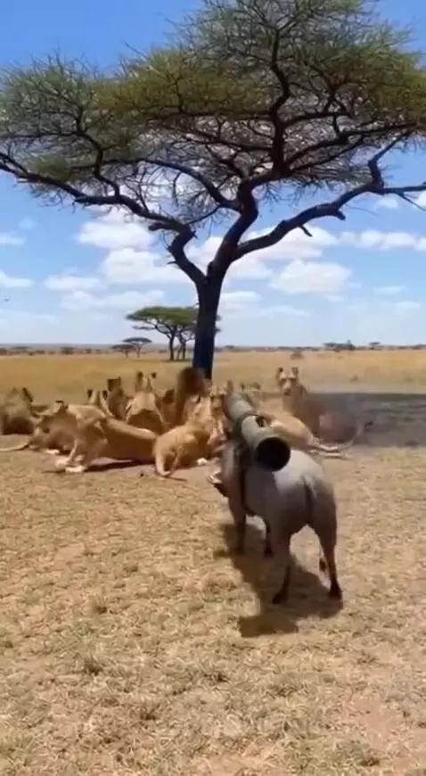 Coward lions 😂😂 by mccall-justin