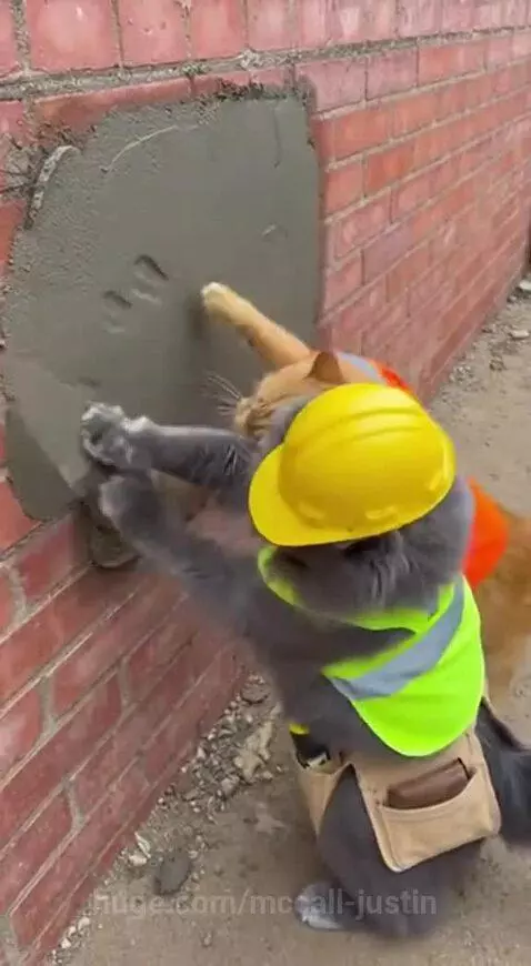 Helpful cat 😅 by mccall-justin