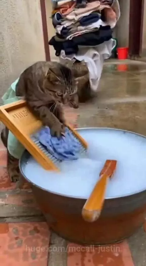 Troublesome cats 😂 by mccall-justin