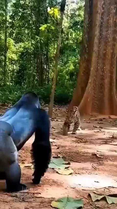 That was a super punch meeehn by mccall-justin