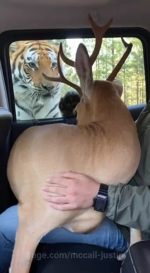 Man startled as a deer jumps into his car while parked in a wooded area, with a tiger's face visible outside the window.