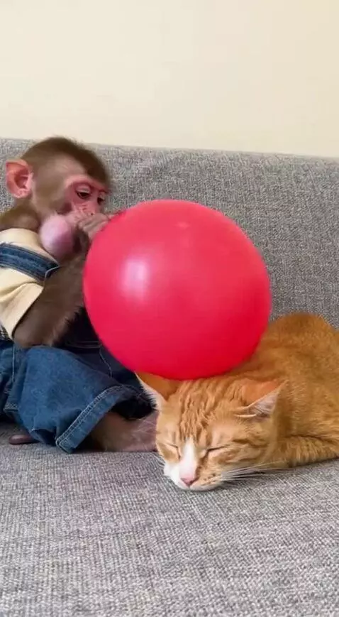Baby monkey in overalls sits on a couch, a red balloon pops near a sleeping cat, which then swats the monkey.
