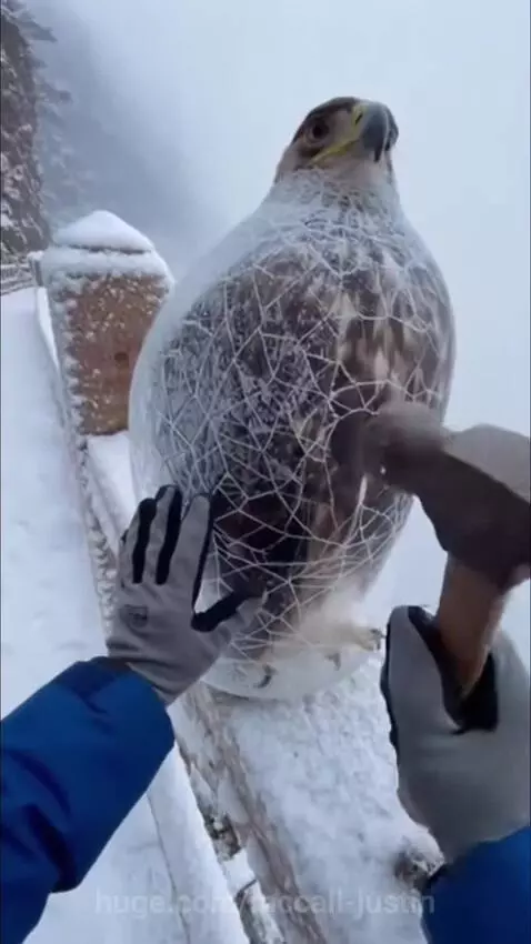 Person carefully breaking ice off a frozen eagle perched on a snowy railing.