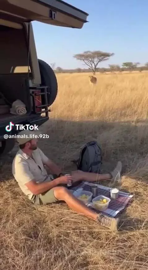 Man scrambling into a safari vehicle as a lion approaches during a picnic on a savanna.
