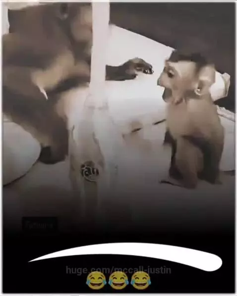 Adult monkey blows a large bubble from a Fanta bottle, startling a baby monkey sitting nearby.