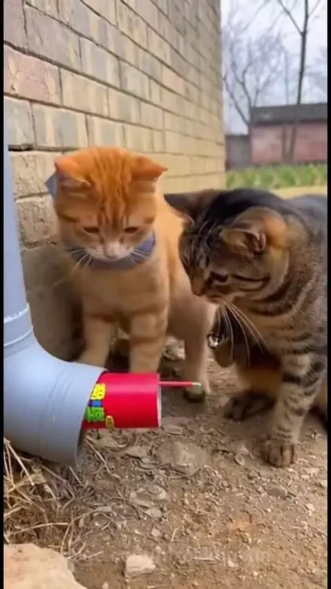 Cats jump back from a firecracker explosion, and a Shiba Inu dog flees a smoking toilet.