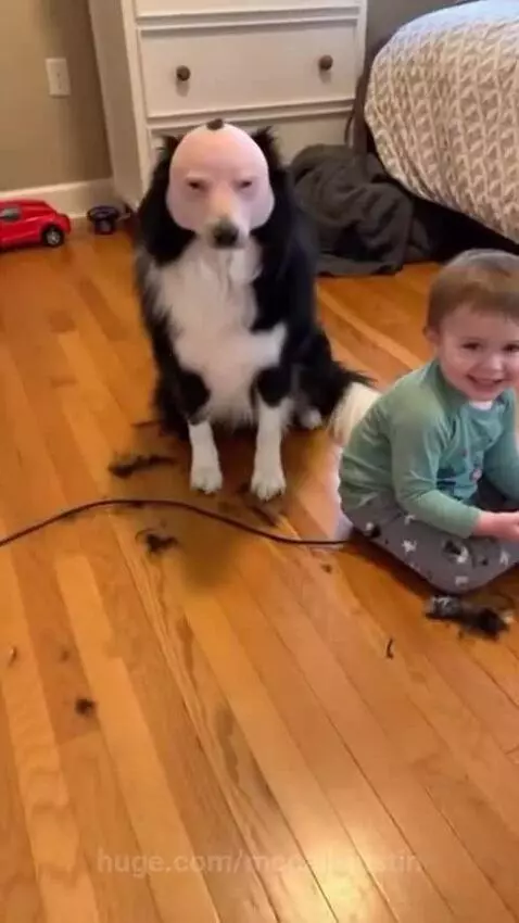 A black and white dog with a partially shaved head sits patiently while a child holds electric clippers.