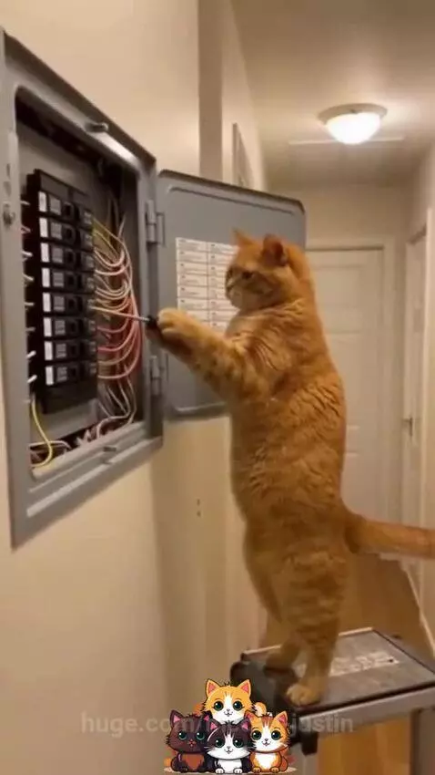 Orange cat with fur puffed out like a ball after being 'zapped' while working on an electrical panel.
