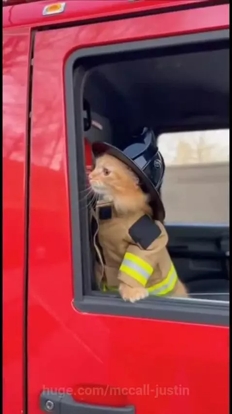 Fluffy cat in a denim jacket exhales vapor, while an orange tabby cat in a firefighter uniform sits in a fire truck.