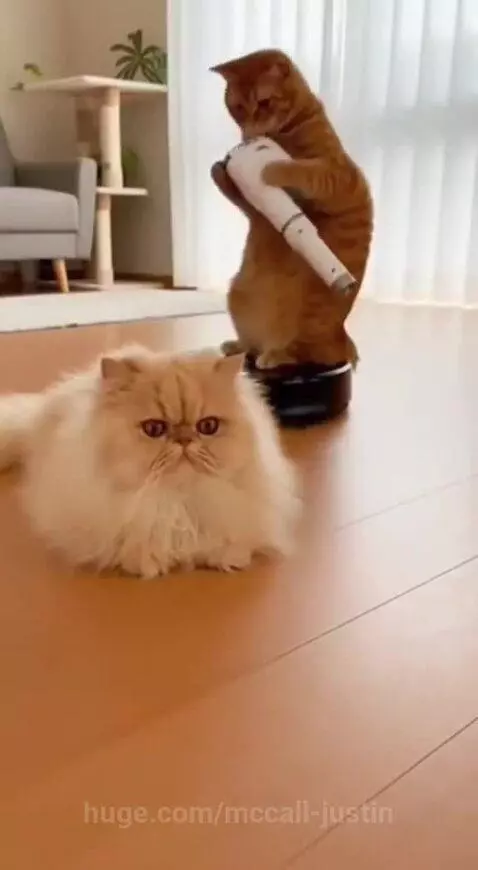 Orange cat points a handheld vacuum at a fluffy Persian cat, whose face is comically edited to look hairless.