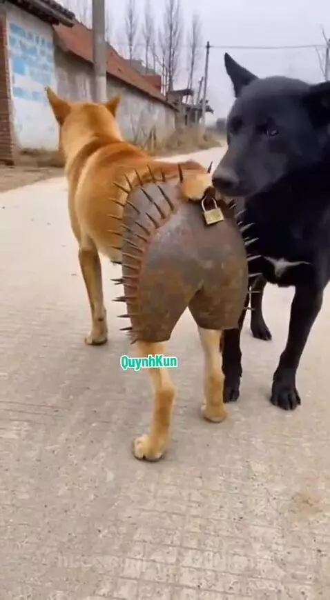 Light brown dog from behind wearing spiked metal shorts with a padlock; black dog barks after trying to sniff it.