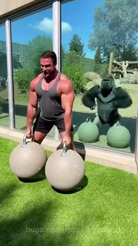 Muscular man attempts to lift concrete weights while a gorilla inside enclosure hits glass, mimicking his effort.