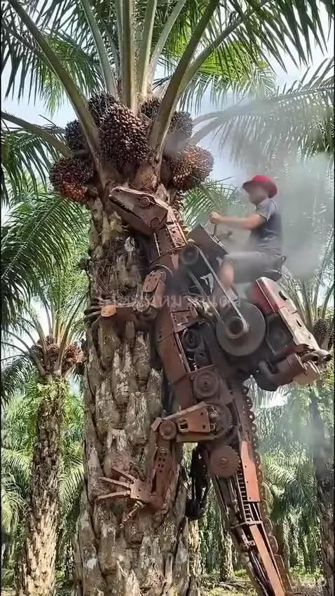 Man operates a rusty dinosaur-shaped machine with a cutting mechanism to harvest palm oil fruit from a tree.