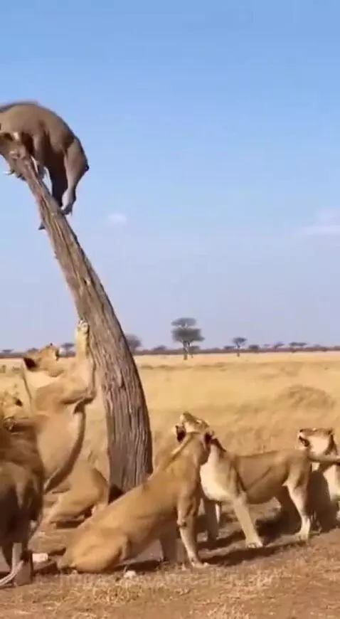 Warthog clinging to a broken tree trunk while lions jump at the base, trying to catch it.
