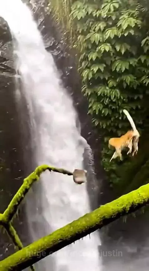 Monkey and leopard on a branch over a waterfall, monkey falls and catches another branch.