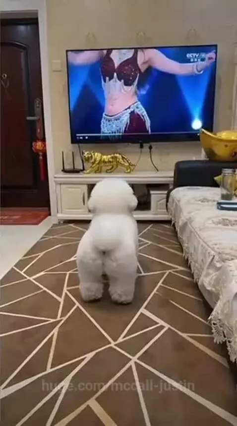 A small white dog stands on its hind legs, appearing to dance along to a belly dancer on a television screen.