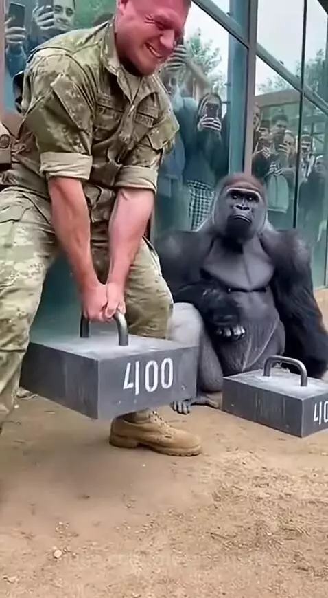 A man in military fatigues strains to lift a heavy block, while a gorilla sits nearby and then effortlessly lifts an identical block.