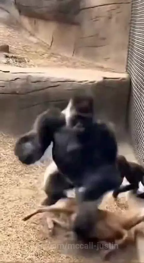 A large gorilla in a zoo enclosure aggressively grabbing and throwing a goat.