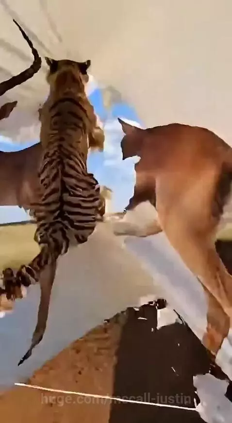 Tiger leaps at an antelope banner and falls into a hidden muddy pit.