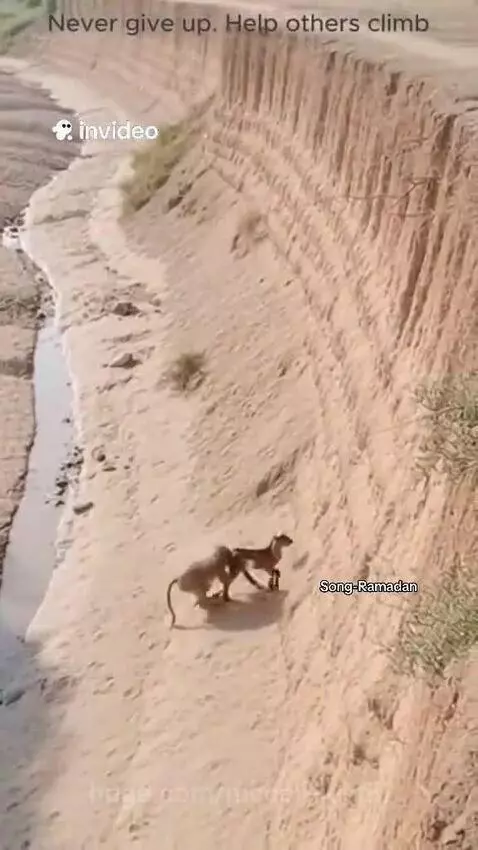 What a compassionate animal!! by mccall-justin