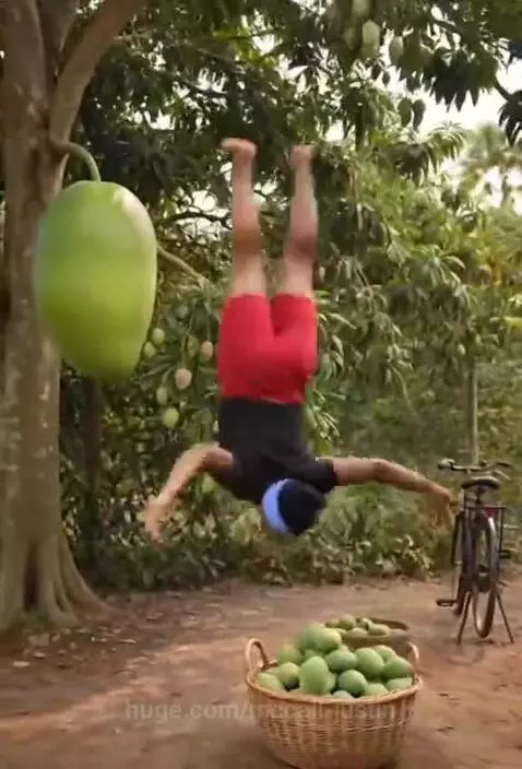 Woman in black t-shirt and red shorts backflips onto a giant animated mango with an animated tree in the background.