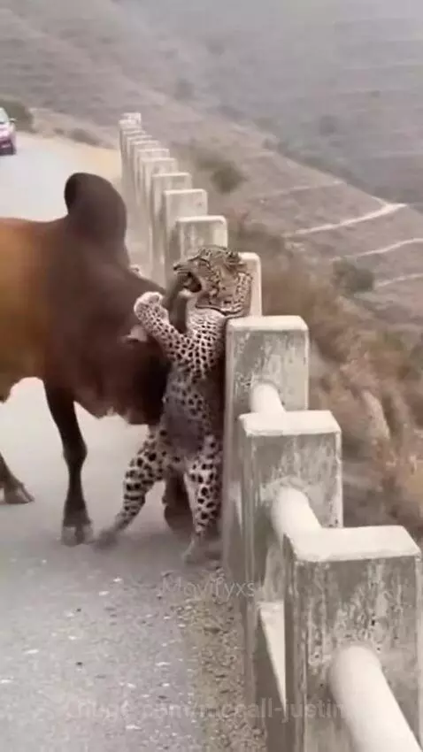 That was a brutal fight 😭 by mccall-justin