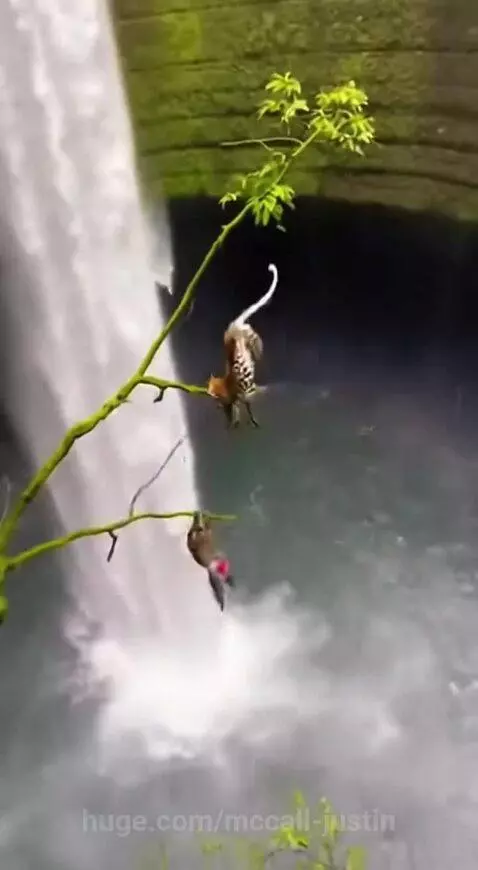 Monkey leaps from a branch above a waterfall to escape a pursuing leopard.