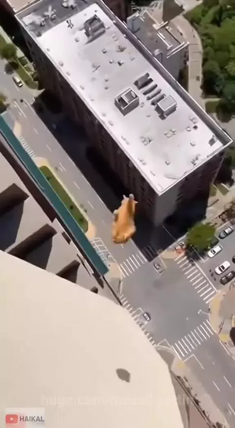 Orange cat perched on edge of tall building, then falling towards street below.