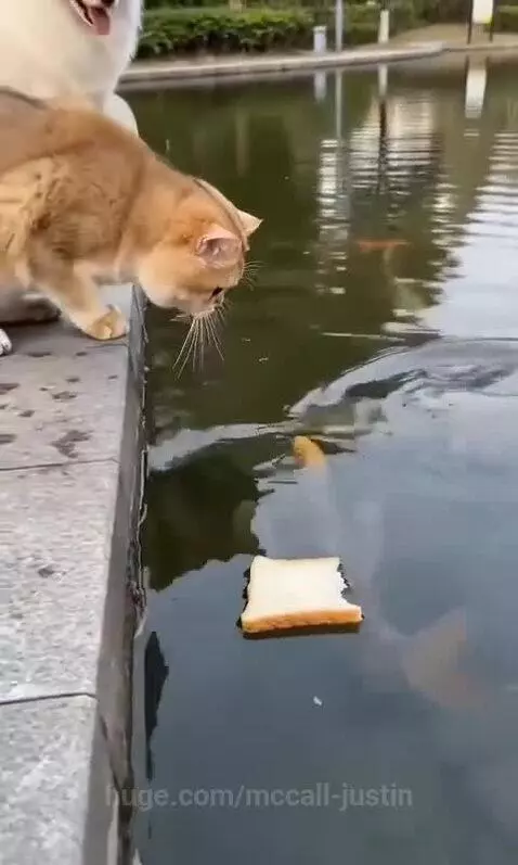 Golden cat successfully catches a fish with bread bait, while a Samoyed dog is startled by a large fish leaping from the water.