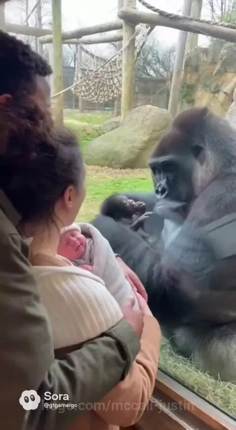 A gorilla sits in an enclosure, holding its baby, while a human couple with their newborn baby look on.