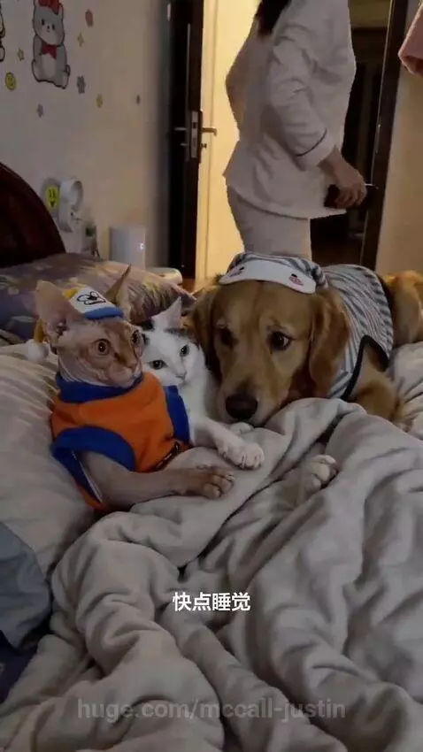 Sphynx cat in outfit holds phone, white cat rests, Golden Retriever wears sleep mask, owner enters room.