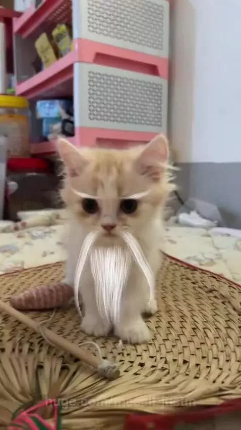 Light-colored kitten with exaggerated white eyebrows and a long white beard, looking wise.