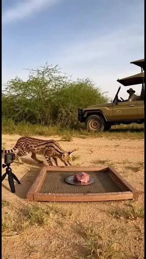 A serval animal is trapped inside a cage after approaching bait on a collapsing platform.