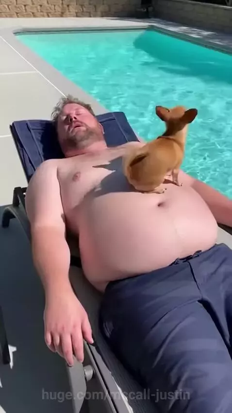 A small chihuahua dog jumps from a lounge chair into a blue swimming pool next to a sunbathing man.