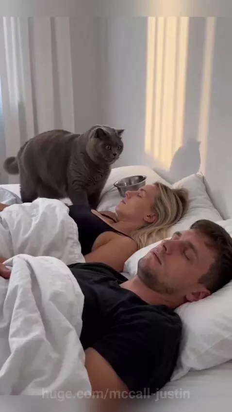 Grey cat holding a metal food bowl in its mouth, looking at sleeping owners.