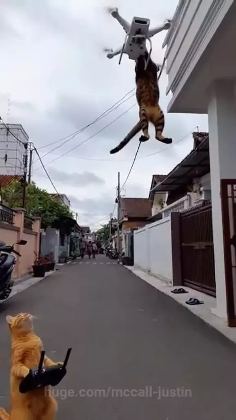 Orange cat operating a drone remote control while a tabby cat is lifted into the air by the drone.