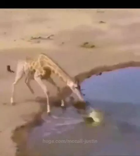 A giraffe kicks a hyena towards a crocodile in a watering hole, with a man reacting in an inset.