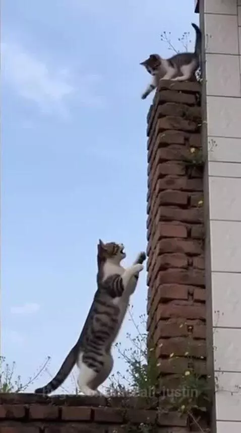 Two cats embracing on a brick structure outdoors, one cat having jumped into the other's paws.
