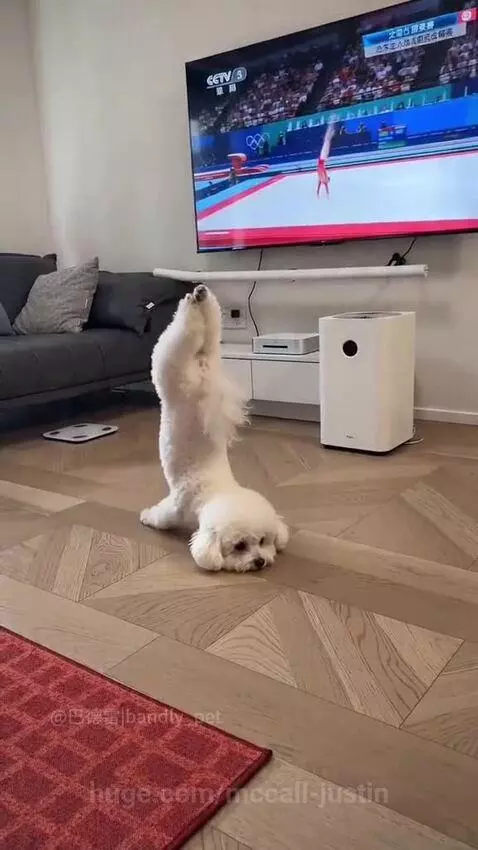 White fluffy dog sitting on floor, intently watching TV and mimicking gymnast's moves.