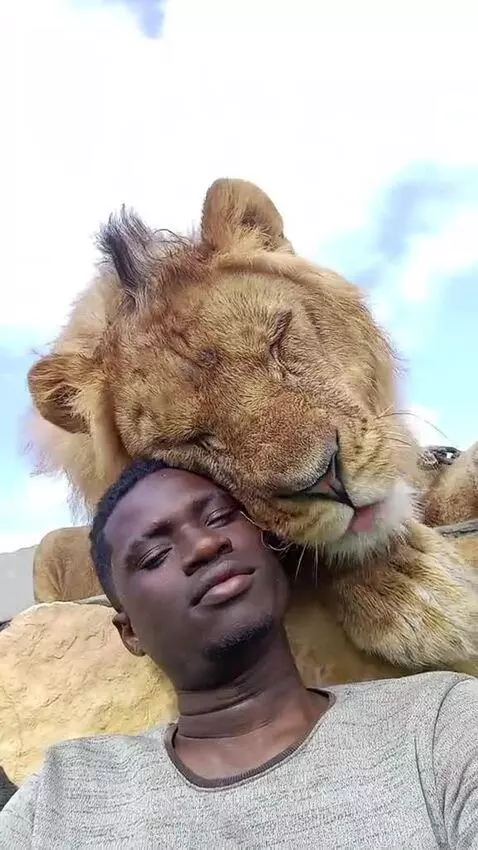 Man taking a selfie video with a lion licking his face, both appear calm.