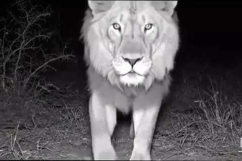 Lion in black and white night vision aesthetic making a peace sign with its paw.