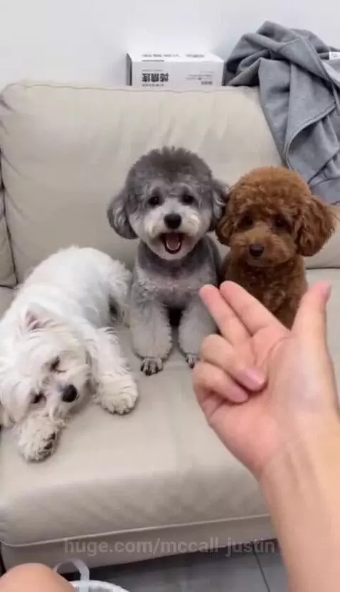 Three small fluffy dogs sitting on a couch, with a hand making a finger gun gesture in front of them.